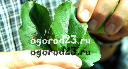 Чем обработать яблони и груши от парши. Парша на яблонях – чем лечить?