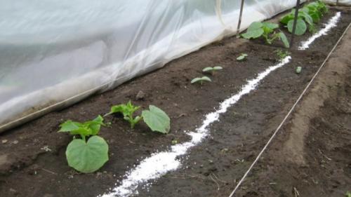 Почему в парнике желтеют огурцы. Как справиться с пожелтением листьев огурцов в теплице 03 Почему в парнике желтеют огурцы. Как справиться с пожелтением листьев огурцов в теплице 03