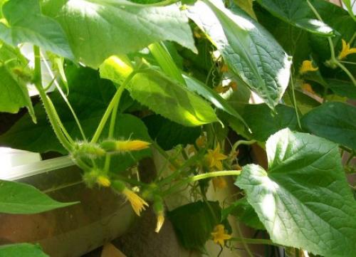 Почему желтеют завязи огурцов на балконе.
