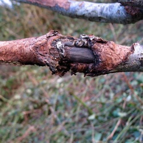 На стволе яблони оранжевые пятна. Раковые болезни яблони: фото, описание и борьба с ними