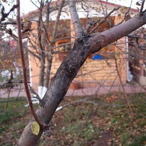 На стволе яблони оранжевые пятна. Раковые болезни яблони: фото, описание и борьба с ними