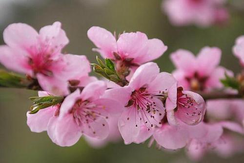 Как выглядит саженец персика. Посадка персика