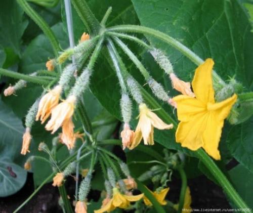 Почему желтеют завязи огурцов на балконе.