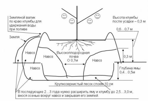 Посадка абрикоса осенью. Когда сажать абрикос весной или осенью