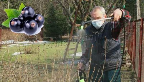 Как и когда обработать смородину весной. Весенняя обработка смородины