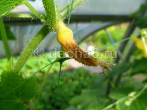 Огурцы в теплице желтеют и не растут. Маленькие огурчики желтеют и не растут