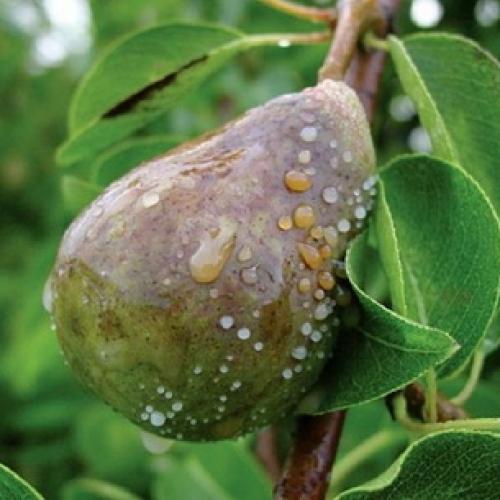 На стволе яблони оранжевые пятна. Раковые болезни яблони: фото, описание и борьба с ними 13 На стволе яблони оранжевые пятна. Раковые болезни яблони: фото, описание и борьба с ними 13