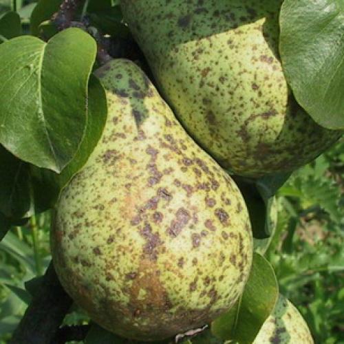 На стволе яблони оранжевые пятна. Раковые болезни яблони: фото, описание и борьба с ними 07 На стволе яблони оранжевые пятна. Раковые болезни яблони: фото, описание и борьба с ними 07