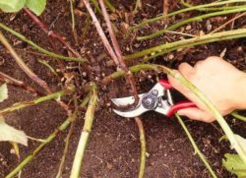 Обрезка малины на зиму удачные советы. Способы обрезки малины