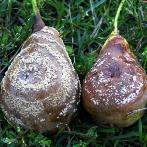 На стволе яблони оранжевые пятна. Раковые болезни яблони: фото, описание и борьба с ними 14 На стволе яблони оранжевые пятна. Раковые болезни яблони: фото, описание и борьба с ними 14