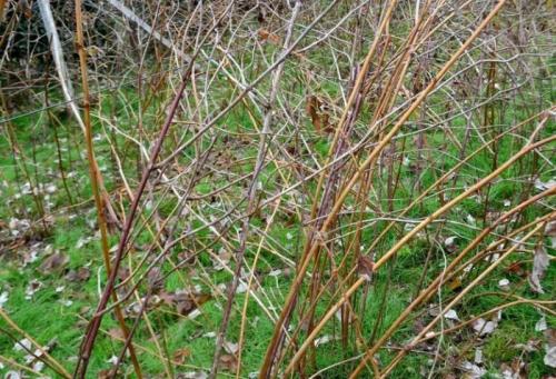 Подвязка малины на зиму. Почему необходимо подвязывать малину 04 Подвязка малины на зиму. Почему необходимо подвязывать малину 04