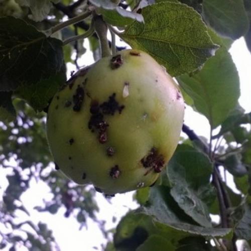 На стволе яблони оранжевые пятна. Раковые болезни яблони: фото, описание и борьба с ними 12 На стволе яблони оранжевые пятна. Раковые болезни яблони: фото, описание и борьба с ними 12