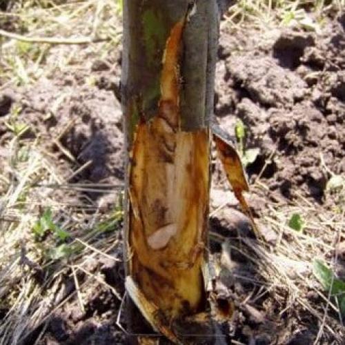 На стволе яблони оранжевые пятна. Раковые болезни яблони: фото, описание и борьба с ними