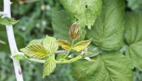 Подвязка малины на зиму. Почему необходимо подвязывать малину 05 Подвязка малины на зиму. Почему необходимо подвязывать малину 05