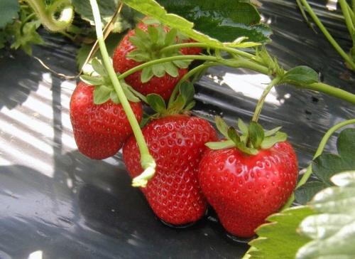 Можно ли укрыть клубнику пленкой на зиму. Стоит ли укрывать клубнику на зиму: факторы зимостойкости