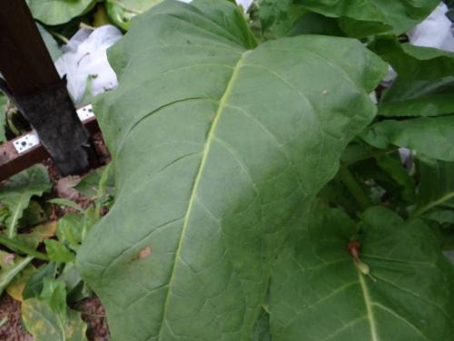 Трапезонд 92 выращивание. Сорта табака