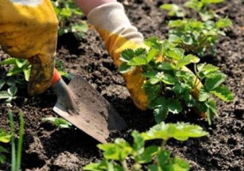 Чем обработать клубнику осенью после обрезки. Правильный уход за клубникой после сбора урожая