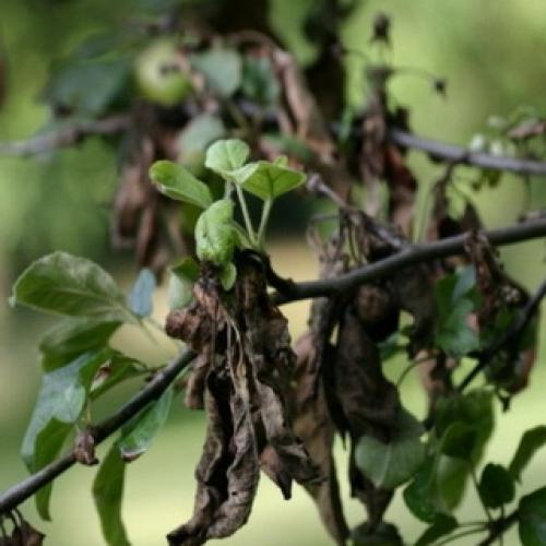 Груши болезни на листьях. Признаки и методы лечения заболеваний плодов 12 Груши болезни на листьях. Признаки и методы лечения заболеваний плодов 12