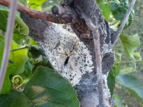 Груши болезни на листьях. Признаки и методы лечения заболеваний плодов 01 Груши болезни на листьях. Признаки и методы лечения заболеваний плодов 01