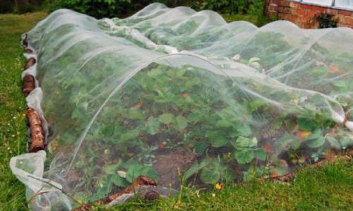 Чем укрывать клубнику от птиц. Укрывной материал от птиц