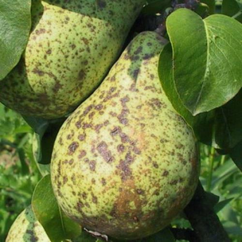 Груши болезни на листьях. Признаки и методы лечения заболеваний плодов 07 Груши болезни на листьях. Признаки и методы лечения заболеваний плодов 07