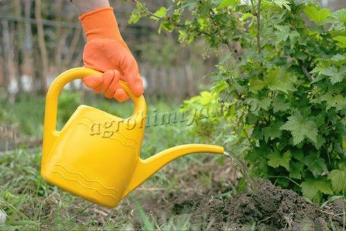 Лучшее удобрение для черной смородины .. Подкормки для разных видов смородины