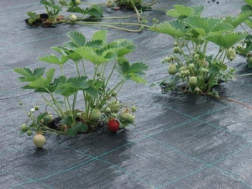 Как на зиму убрать клубнику. Перед заморозками 10