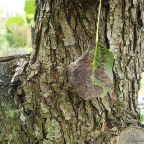 Груши болезни на листьях. Признаки и методы лечения заболеваний плодов 08 Груши болезни на листьях. Признаки и методы лечения заболеваний плодов 08