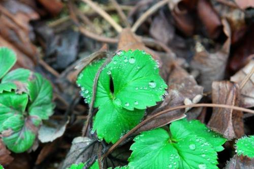 Как на зиму убрать клубнику. Перед заморозками 01 Как на зиму убрать клубнику. Перед заморозками 01