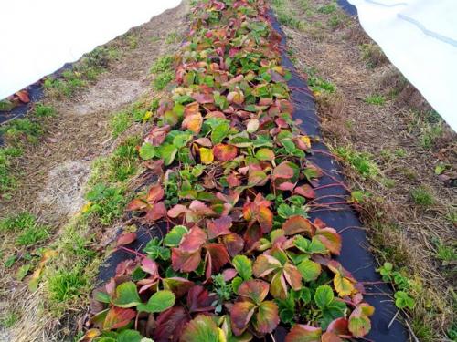 Можно ли укрыть клубнику пленкой на зиму. Стоит ли укрывать клубнику на зиму: факторы зимостойкости