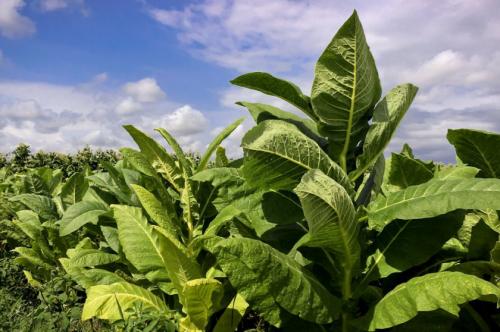 Трапезонд 92 выращивание. Сорта табака
