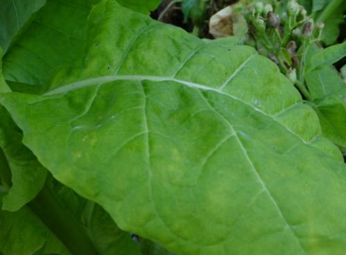 Трапезонд 92 выращивание. Сорта табака