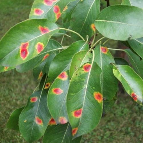 Груши болезни на листьях. Признаки и методы лечения заболеваний плодов 03 Груши болезни на листьях. Признаки и методы лечения заболеваний плодов 03