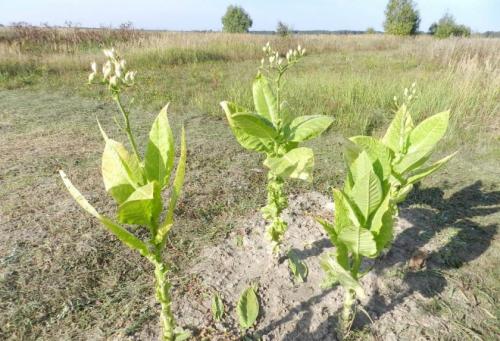 Трапезонд 92 выращивание. Сорта табака