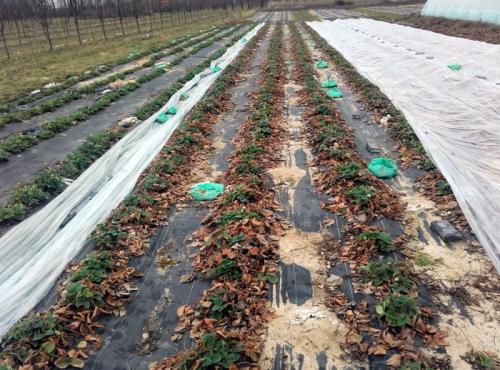 Можно ли укрыть клубнику пленкой на зиму. Стоит ли укрывать клубнику на зиму: факторы зимостойкости