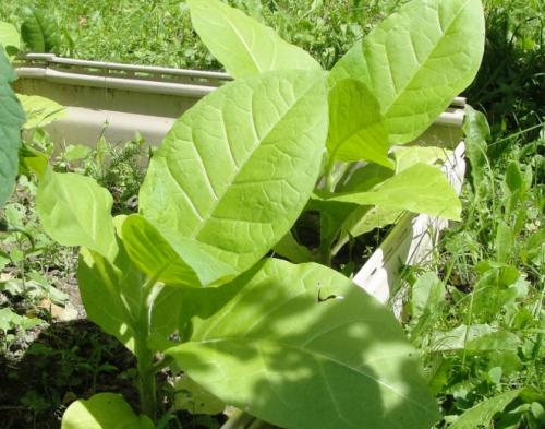 Трапезонд 92 выращивание. Сорта табака