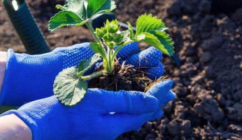 Когда пересаживать клубнику. Особенности пересадки в зависимости от сезона