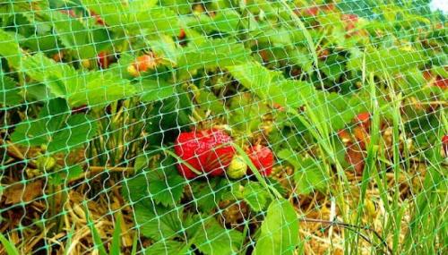 Чем укрывать клубнику от птиц. Укрывной материал от птиц