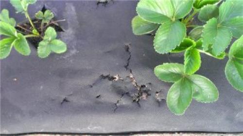Клубника под агроволокно плюсы и минусы. Сравнение белого, черного и черно-белого агроволокна
