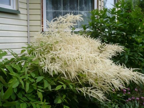 Что посадить в глухой тени. МНОГОЛЕТНИКИ ДЛЯ ТЕНИ. ЧТО ПОСАДИТЬ В ТЕНИ.