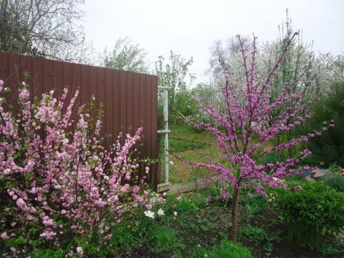 Какие овощи посадить на солнцепеке. Что посадить на солнцепеке: жаростойкие растения