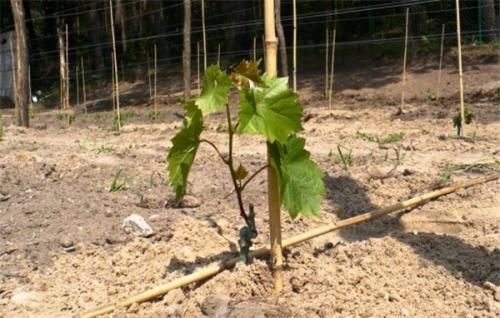 Пересадка винограда осенью в средней полосе. Когда сажать виноград осенью, в каком месяце: оптимальные сроки