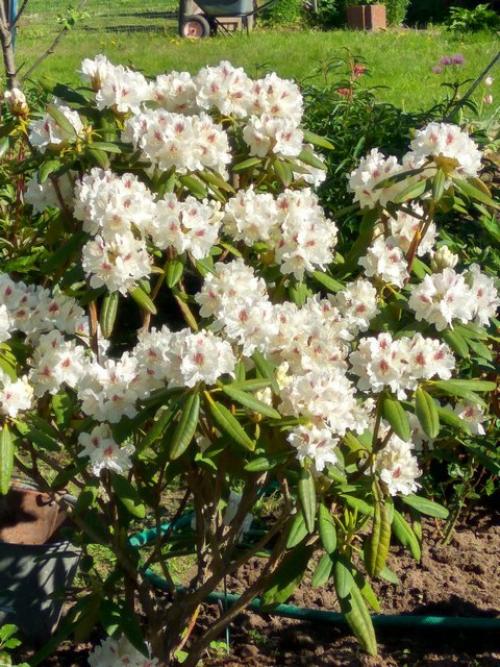 Что посадить в глухой тени. МНОГОЛЕТНИКИ ДЛЯ ТЕНИ. ЧТО ПОСАДИТЬ В ТЕНИ.