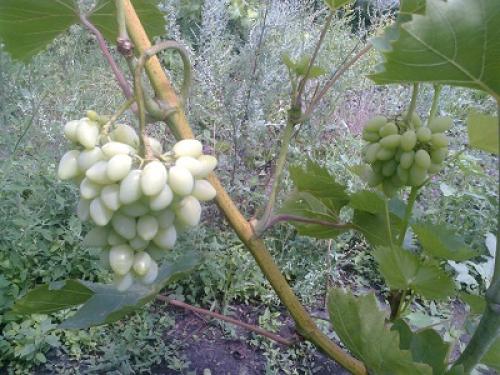 Виноград не плодоносит почему. Вредители и болезни 02 Виноград не плодоносит почему. Вредители и болезни 02