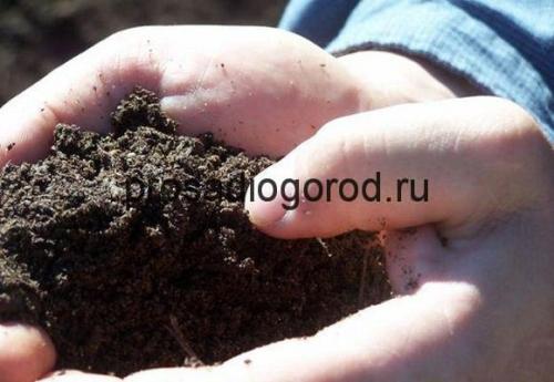 Почему на огороде земля покрывается зеленым мхом. Что делать, если почва на дачном участке покрывается мхом 13 Почему на огороде земля покрывается зеленым мхом. Что делать, если почва на дачном участке покрывается мхом 13