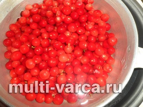 Как посадить вишню войлочную. Посадка и уход за войлочной вишней 08