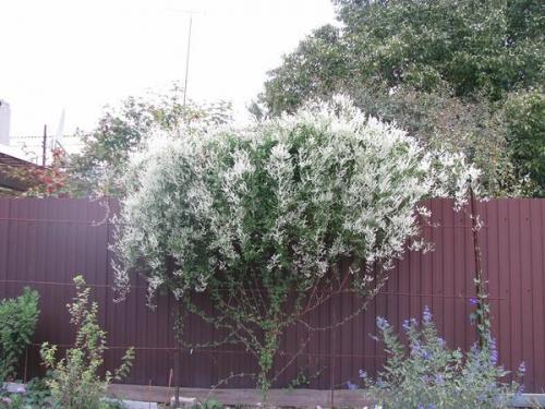 Какие овощи посадить на солнцепеке. Что посадить на солнцепеке: жаростойкие растения