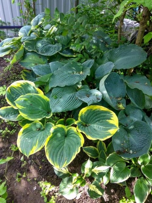 Что посадить в глухой тени. МНОГОЛЕТНИКИ ДЛЯ ТЕНИ. ЧТО ПОСАДИТЬ В ТЕНИ.