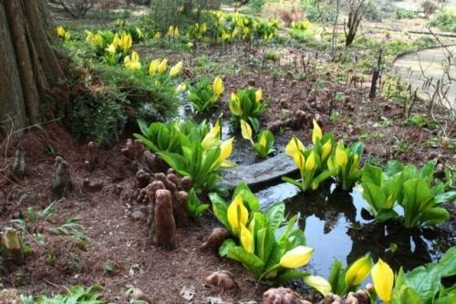 Какие овощи любят влагу. Требования к растениям для переувлажненных участков