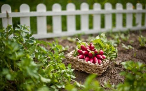Что посадить в огороде неприхотливое. Самые неприхотливые огородные культуры